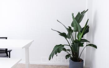 Lichte kantoorruimte te huur in Brussel met een strakke, moderne inrichting en groene plant voor een frisse werkomgeving.