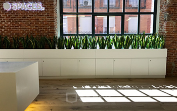 Algo de verde para decorar con plantas en Manzanares 4
