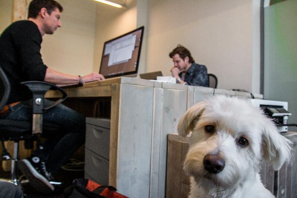 Honden op kantoor steeds populairder